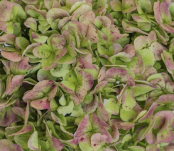 Hydrangea-Green-Antique 33702DV