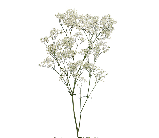 Baby's Breath - GYPSOPHILA 60800DV