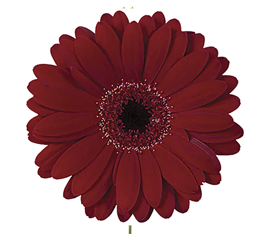 Mini Burgundy 58992DV