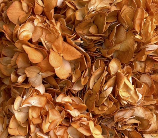 Hydrangea-Copper Orange 17915DV