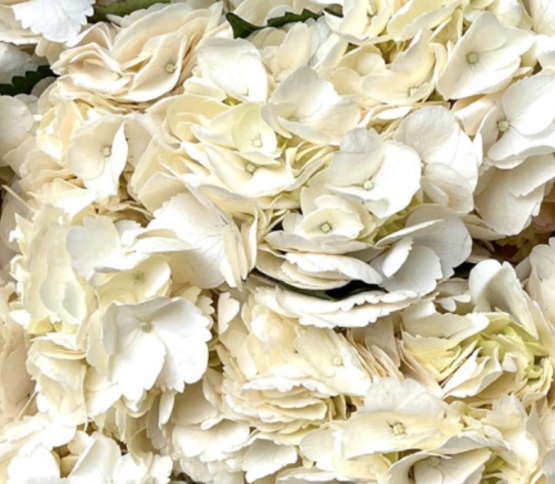 Hydrangea-Cream/Blush 57346DV