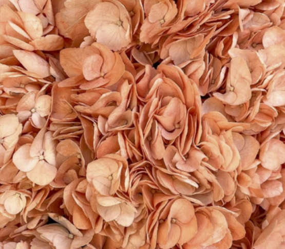 Hydrangea-Dark Peach 18182DV