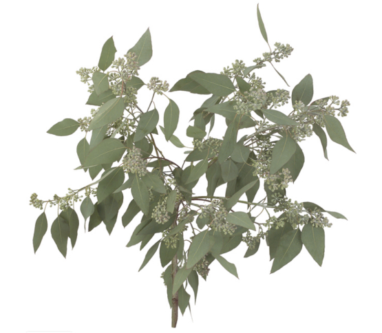 Seeded Eucalyptus G1358DV