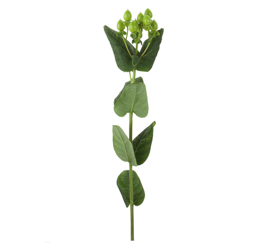 Hypericum Berry-Green 68368DV