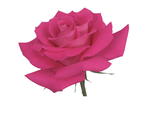 Rose-Fuchsia Full Monty 52429DV