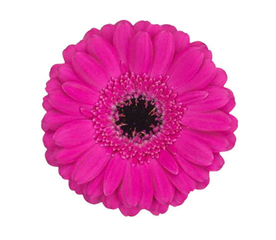 Mini Fuchsia Pink 68789DV