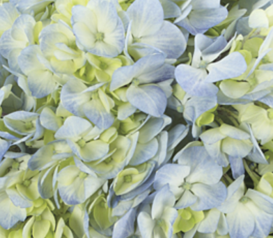 Hydrangea-blue 51266DV
