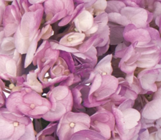 Hydrangea-dusty-mauve 18117DV