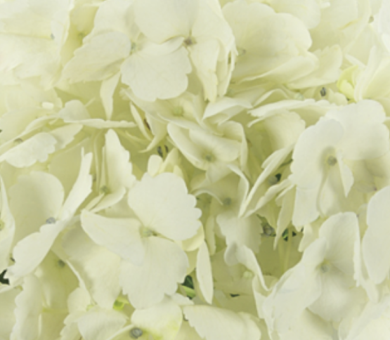 hydrangea-white 43476DV