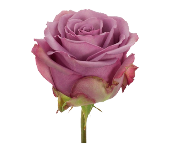 Rose-Lavender Cool Water 30732DV