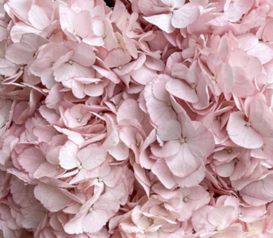 Hydrangea-Light Pink 57349DV