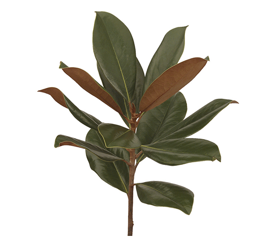 Magnolia Foliage G1206DV