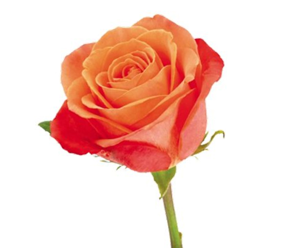 Rose-Orange Orange Crush 52031DV
