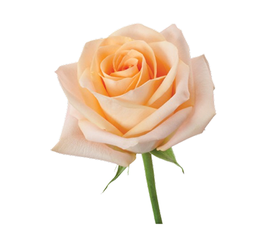 Rose-Peach Tiffany 62022DV