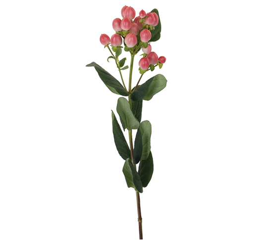Hypericum Berry-Pink 25765DV