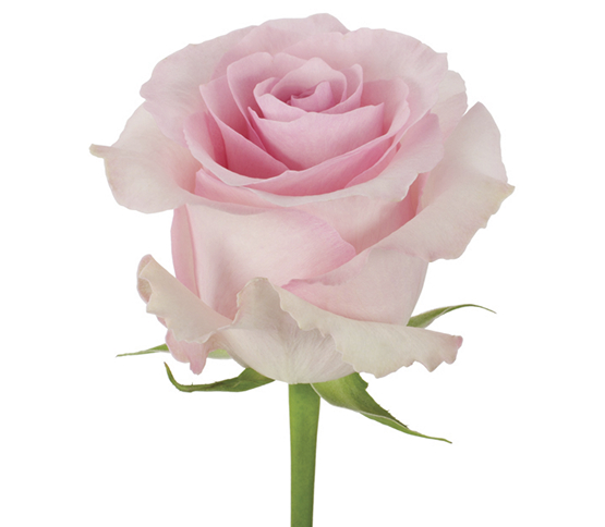 Rose-Light Pink <br>Christa 54434DV