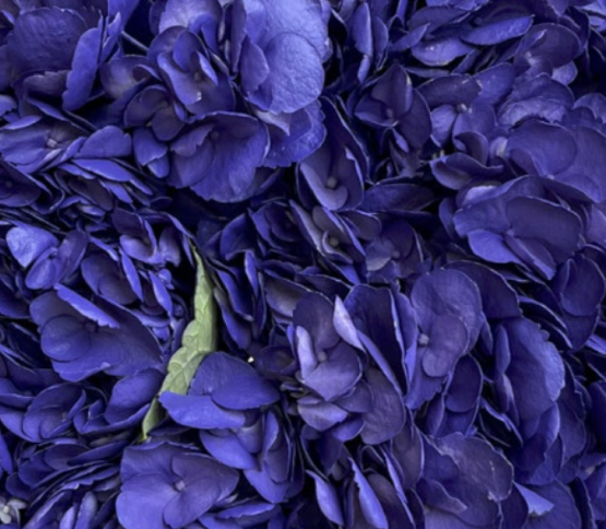 Hydrangea-Purple 75118DV