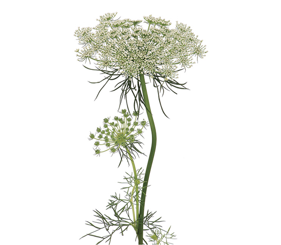 Queen Annes Laceflower 27796DV