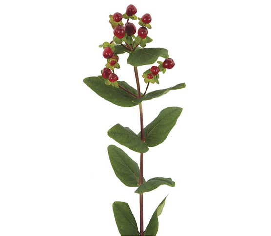 Hypericum Berry-Dark Red 50503DV