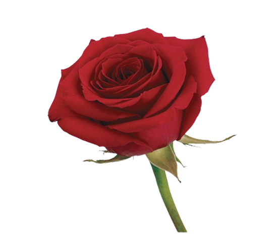 Rose-Red Freedom 33649DV