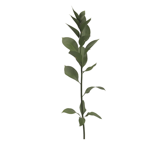 Ruscus G1106DV