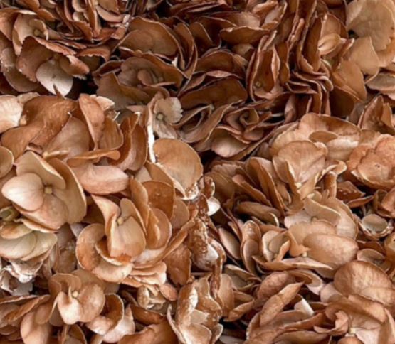 Hydrangea-Rusty Brown 17917D