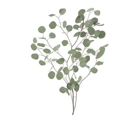 Silver Dollar Eucalyptus G1048DV