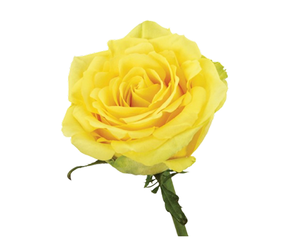 Rose-Yellow Stardust 51278DV