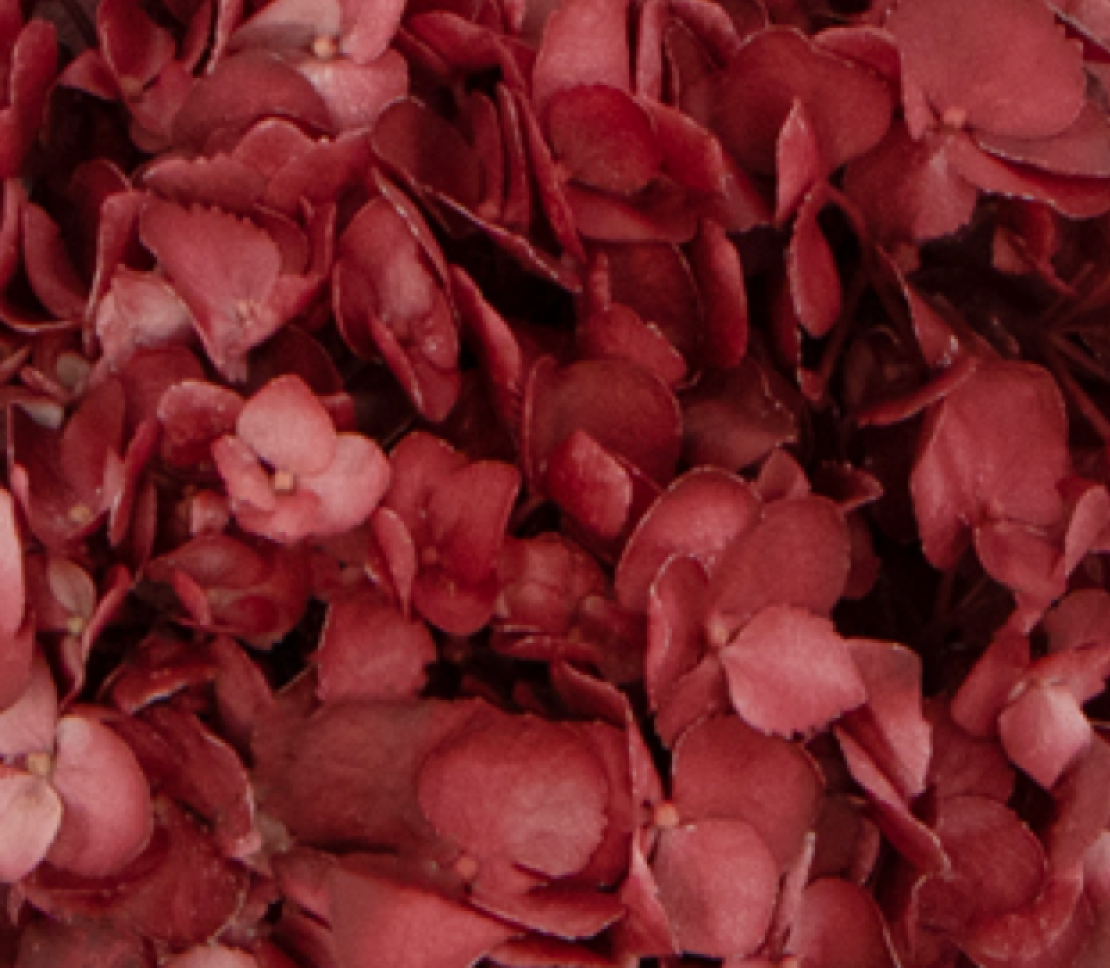 Hydrangea-Burgundy 17560DV