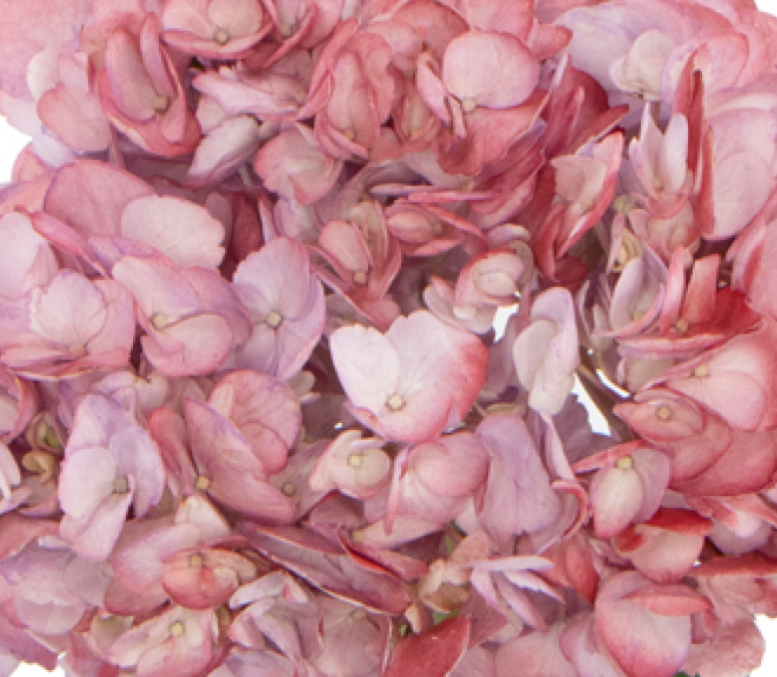 Hydrangea-Dusty Burgundy 17912DV