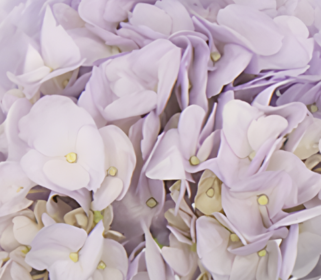 Hydrangea-lavender 75204DV