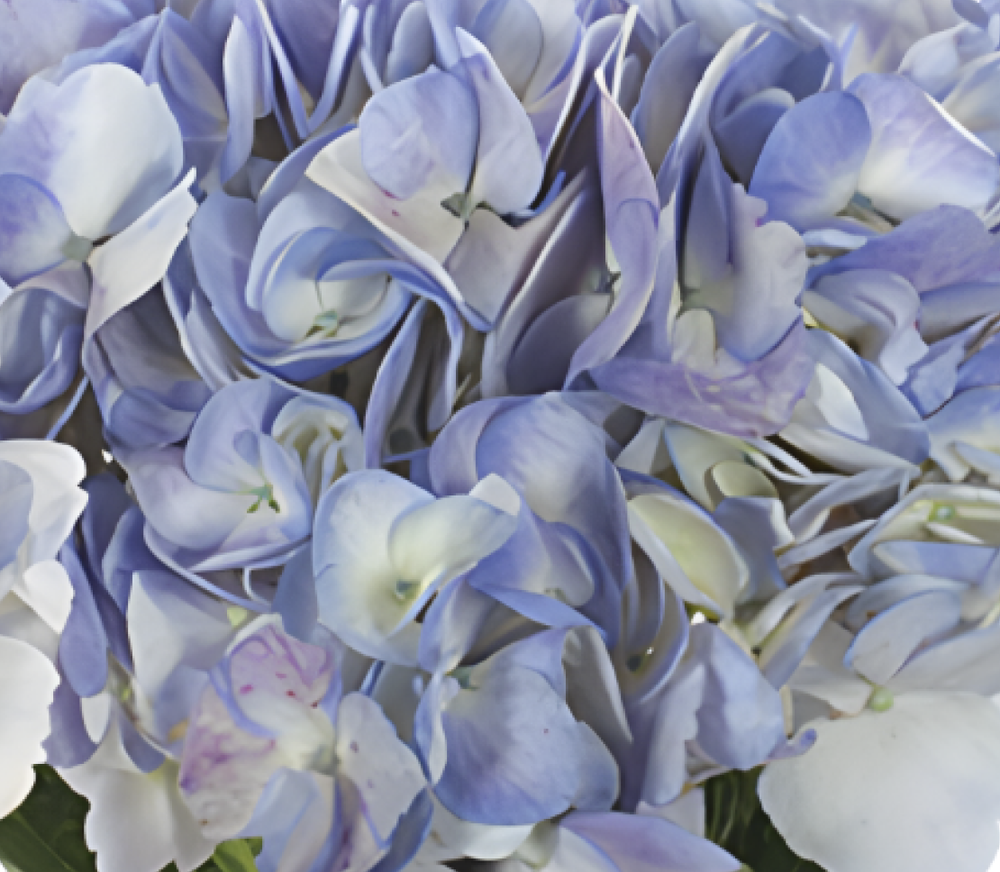 Hydrangea-periwinkle 57545DV