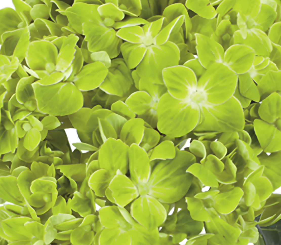 Hydrangea-green-shamrock 17363DV