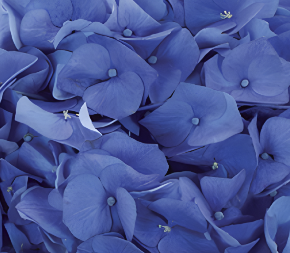 Hydrangea-shocking-blue 28584DV